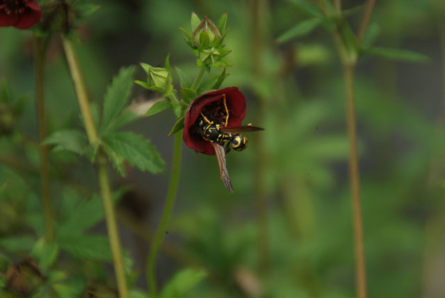 Potentilla thurberi bestellen